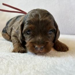 Glitter - Brown roan and tan female Cockapoo puppy in Adrian, Oregon from ApplebyFarm