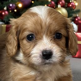 Jason - Apricot male Cavapoo puppy in Oklahoma from Rocky Oak Cavaliers & Biewer Terriers LLC