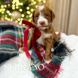 Serrano - Red  male Goldendoodle puppy in Schulenbrug, Texas from Wright Doodles & Poodles