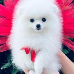 Aurora - White female Pomeranian puppy in Hot Springs, Arkansas from Pomeranian Empire