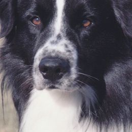 Australian Shepherds from Windmill Australian Shepherds