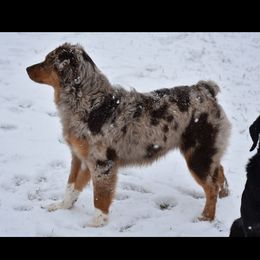 Kenai - Australian Shepherd