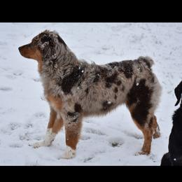 Kenai - Australian Shepherd