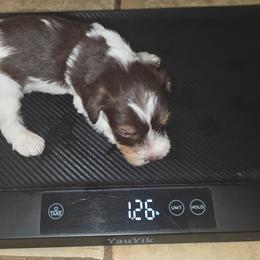 Spanky - Liver male Miniature Schnauzer puppy in Bloomington, California from Michael's Minis