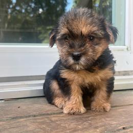 Timon - Black and tan male Yorkipoo puppy in Gastonia, North Carolina from Banks Dynasty Kennel