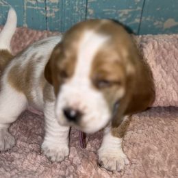 Basset Hound Puppies from Mockingbird Hollow Bassets