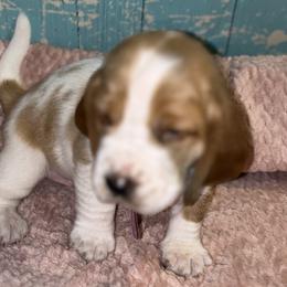 Basset Hound Puppies from Mockingbird Hollow Bassets