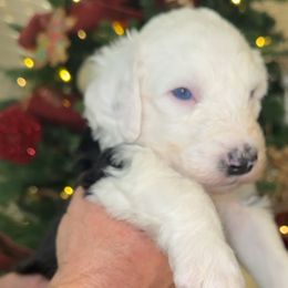 Dark purple collar - Black and white female Sheepadoodle puppy in Mesa, Arizona from Desert Sheepies and Doodles