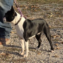 Bunny - Boston Terrier