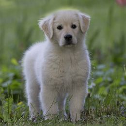 Golden Retrievers from Costadoro Golden Retrievers