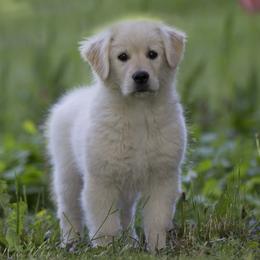 Golden Retrievers from Costadoro Golden Retrievers