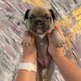 Zirka (Zirochka) - Blue fawn female French Bulldog puppy in Chesnee, South Carolina from Michael & Raisa