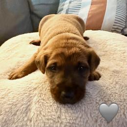 Girl 4 - Red female Irish Terrier puppy in Austin, Texas from ATX Irish Terriers