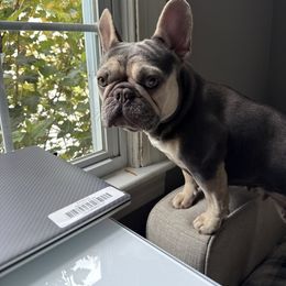 Lola - French Bulldog
