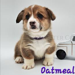 Oatmeal Raisin - Red female Pembroke Welsh Corgi puppy in Kiowa, Colorado from Cool Water Corgis LLC