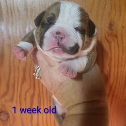 Male 1-Diesel - White and red male American Bulldog puppy in Xenia, Ohio from Bingham's Bulldogs LLC
