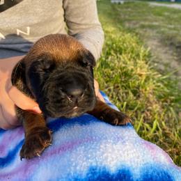 Orange collar female - Red female Boerboel puppy in Sedgewickville, Missouri from Heritage Boerboels
