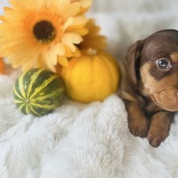 PENNY - Chocolate and tan female Dachshund puppy in Holtwood, Pennsylvania from Holly Hill Dachshunds
