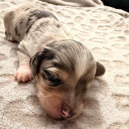 Royal - Piebald male Dachshund puppy in El Cajon, California from Lisa Buxton