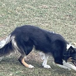Lass - Border Collie