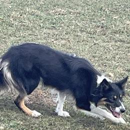 Lass - Border Collie