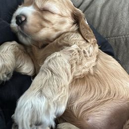 Cocker Spaniel Puppies from Bella Cavalier and Cockers