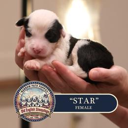 Star - Gray and white female Old English Sheepdog puppy in Cleveland, Tennessee from Narrow Path Old English & Sheepadoodles