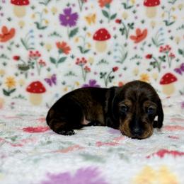 Aphrodite - Wild  boar and tan female Dachshund puppy in Nampa, Idaho from 208 Wiener Wiggle Butts LLC