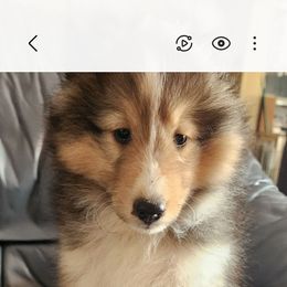 Tyler - White and sable male Shetland Sheepdog puppy in Texas from Nokomis Shelties
