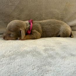 Puppy 2 - Fawn (isabella) and tan female Dachshund puppy in Riverside, California from Saddle Up Dachshunds