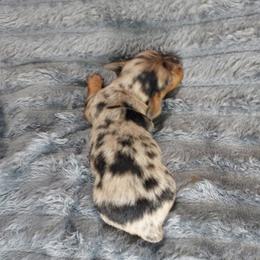 ISAIAH - Black and Tan Dapple - Dapple male Dachshund puppy in Swink, Oklahoma from Palali Farm