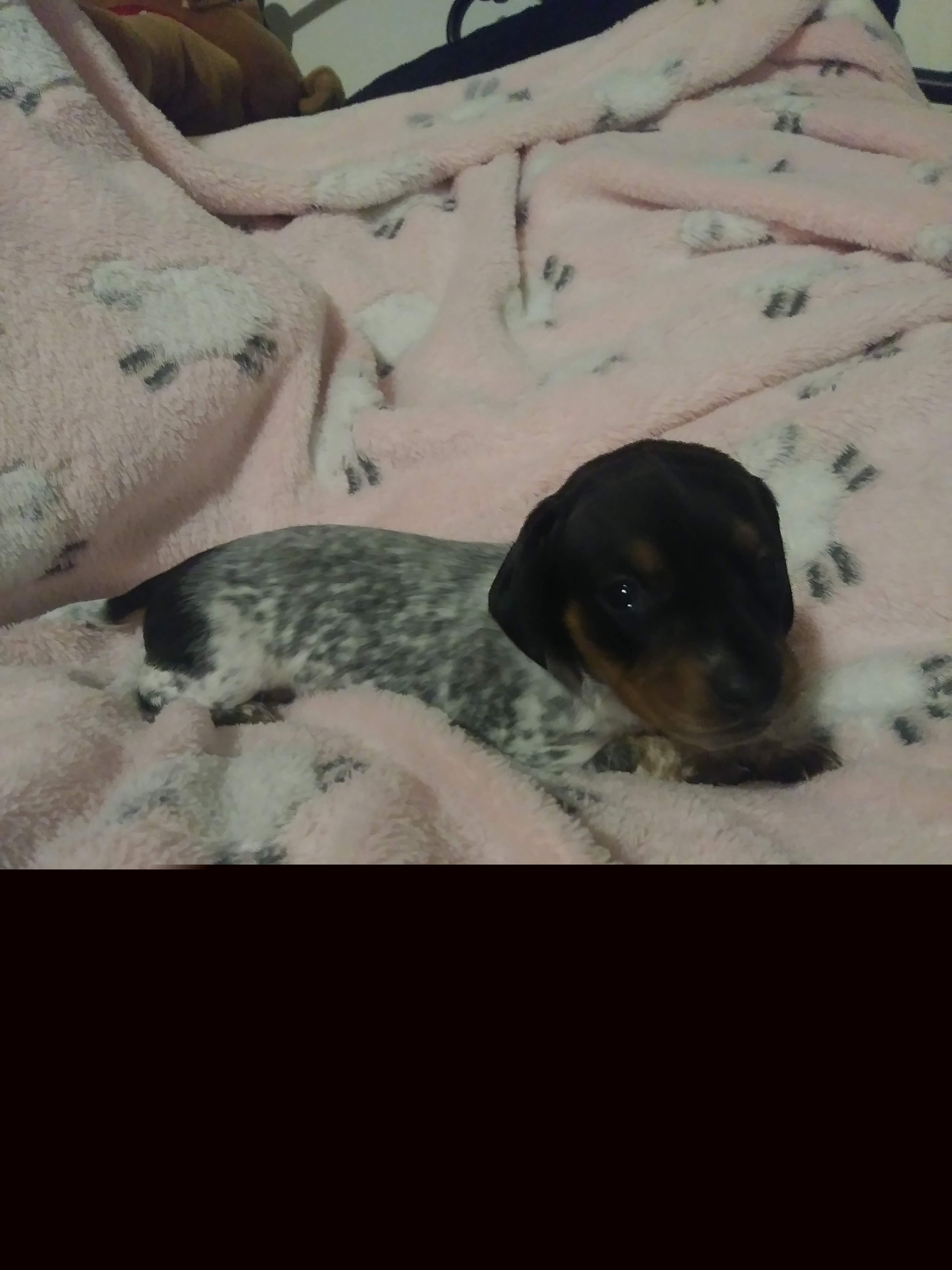 Dachshund Puppies from A&R Dachshund