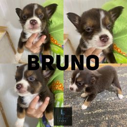 Bruno - Red tri male Toy Australian Shepherd puppy in Knoxville, Tennessee from Legacy Farm