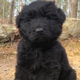 Blue Collar - Male - Black male German Shepherd puppy in Charlotte, North Carolina from Zuflucht K9s