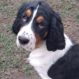 English Springer Spaniels from Colleen Bacon