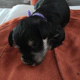 Girl 6 - Black and silver female Miniature Schnauzer puppy in Fresno, California from Findell Kennel, LLC
