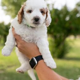Boy 4 - Parti Goldendoodle puppy in Nevada from Down Country Doodles