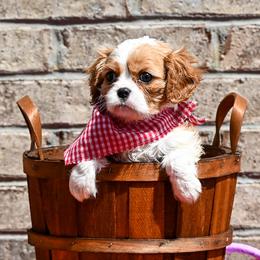 Cavalier King Charles Spaniels, Havapoos, Maltipoos, Morkies, and Yorkipoos from Happy Tail Puppies