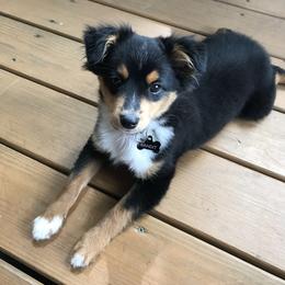 Toy Australian Shepherd Puppies from Kickapoo Creek Toy Aussies