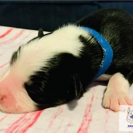 Australian Shepherd Puppies from REINVENTED.KENNELS