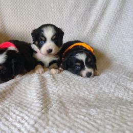 Miniature Australian Shepherd puppies from T6 Mini Aussies