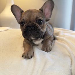 Boy 2 - Fawn male French Bulldog puppy in Muncie, Indiana from Seven Blessings Frenchies