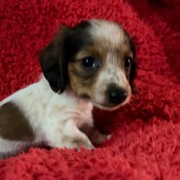 Girl 2 - Piebald female Dachshund puppy in Cherokee, Oklahoma from Special “K” Dachshunds