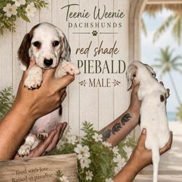 Shaded Red Piebald male - Piebald male Dachshund puppy in Williston, Florida from Teenie Weenie Dachshunds