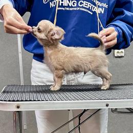 Dingo-Star - Sable spotted white male Chihuahua puppy in Brooklyn, New York from ,, Vajda” chihuahua club