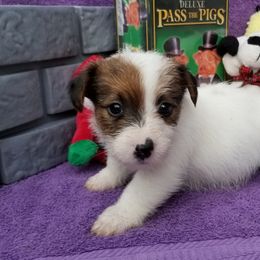 Russell Terrier Puppies from Hearthrob Haven