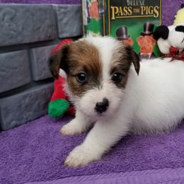 Russell Terrier Puppies from Hearthrob Haven
