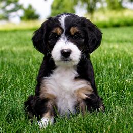 Socks - Black tri-color female Aussiedoodle puppy in Decatur, Illinois from Signature Doodles