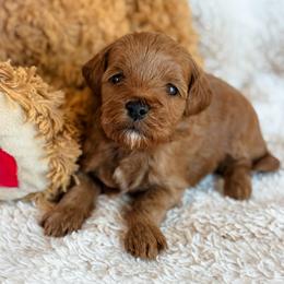 Sunny - Red  female Goldendoodle puppy in Wharton, Texas from Little Fur Friends