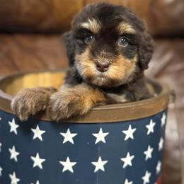 Fruit Loops - Phantom female Bernedoodle puppy in Rose Hill, North Carolina from Red Door Canines